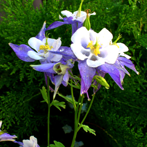 columbine