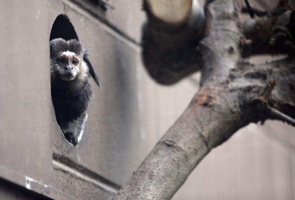 News-Sentinel reporters play zookeepers for a day 