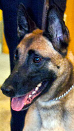 Taz