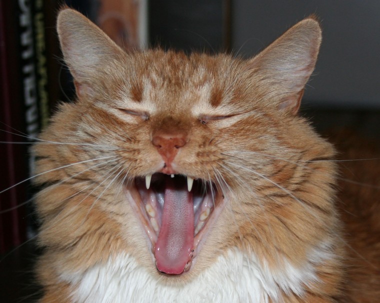 My cat 