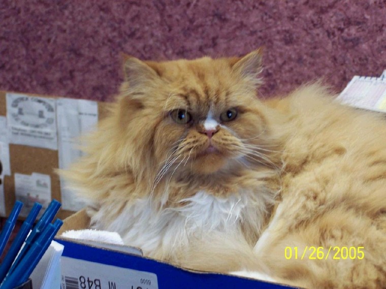 Romeo our lovely office cat