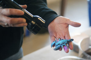 Furry spiders, hissing beetles take over the World of Wonders Science Museum