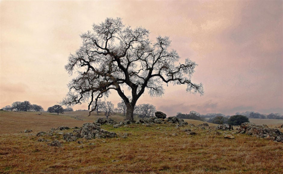 Lodi Community Art Center now featuring its first-ever local photography show