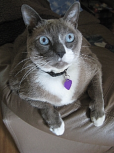 Mr. BIG