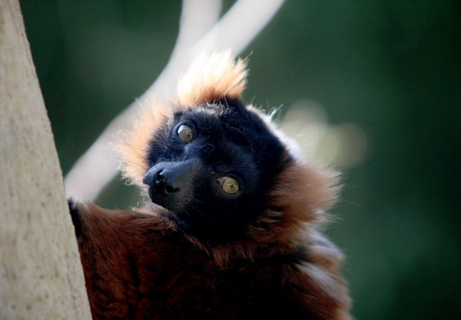 News-Sentinel reporters play zookeepers for a day 