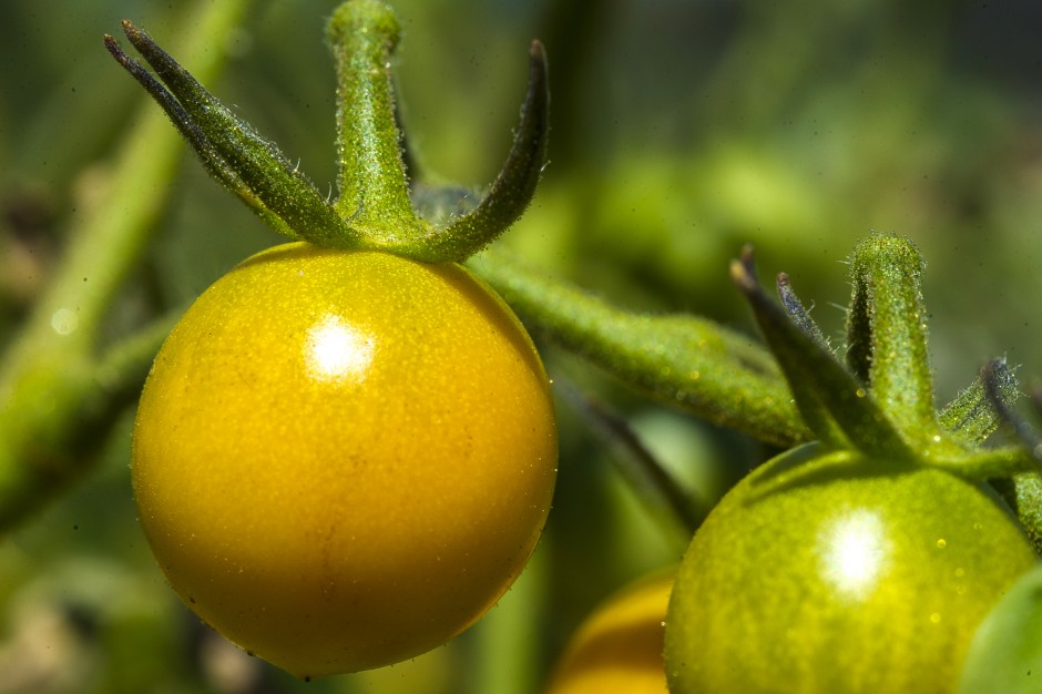 Growing community one tomato, zucchini, watermelon, pumpkin, strawberry at a time 