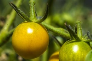 Growing community one tomato, zucchini, watermelon, pumpkin, strawberry at a time 