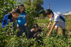 Growing community one tomato, zucchini, watermelon, pumpkin, strawberry at a time 