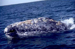 Catch a whale of a view at MacKerricher State Park