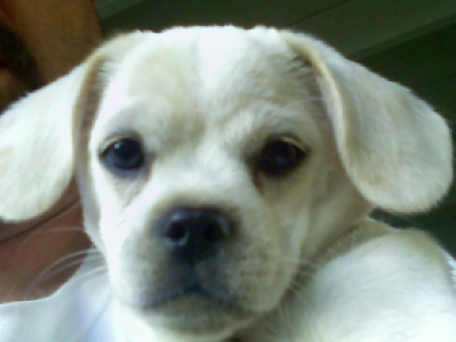 little lucas
