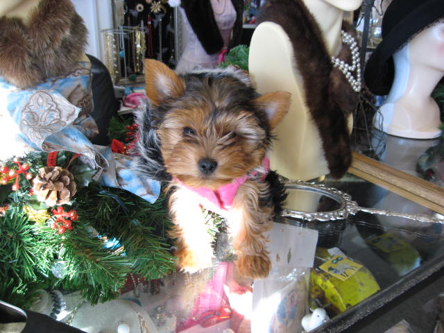 Christmas Shopping