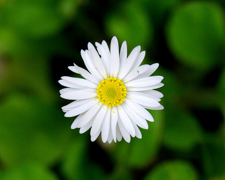 Little Flower