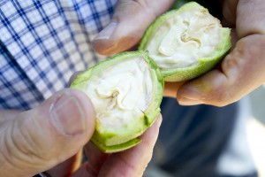 Walnut orchard in Lockeford protected from development