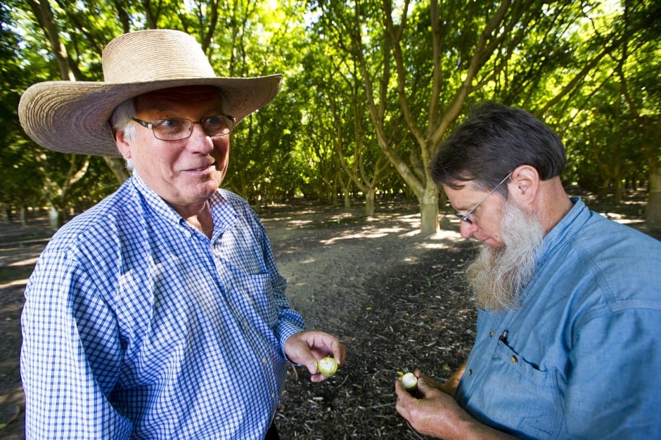 Walnut orchard in Lockeford protected from development