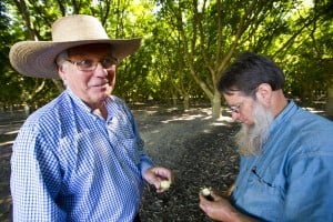 Walnut orchard in Lockeford protected from development