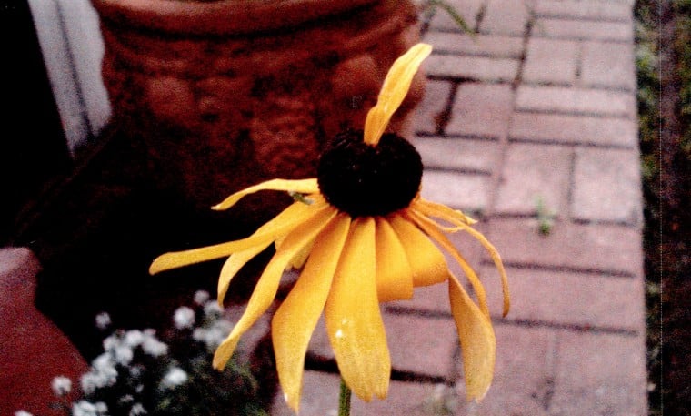 Brown-Eyed Susan