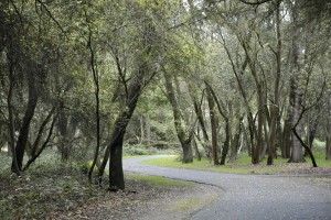 Play: Discover Lodi Lake