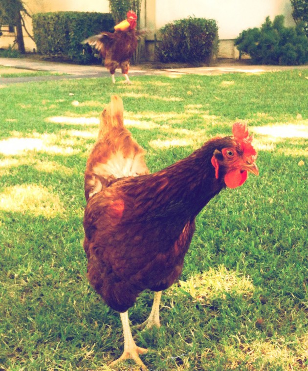 Just call me a farm girl 