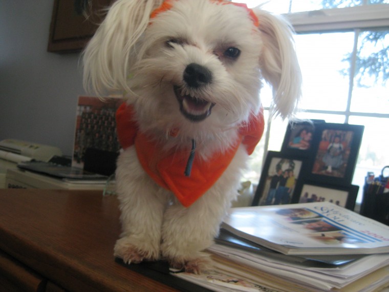 little pumpkin