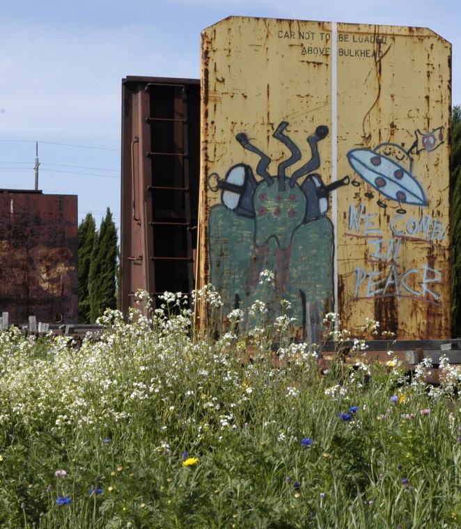 Some abandoned boxcars removed from Acampo tracks