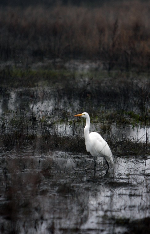 Galt Winter Bird Festival 