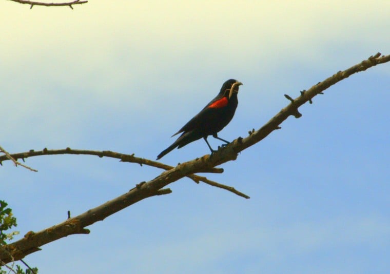 Redwing Blackbird Hunting