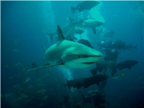 Close-up Caribbean Reef Shark