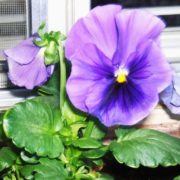 Welcoming Spring!