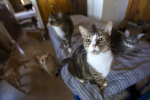 Galt cat shelter seeks donations to keep doors open