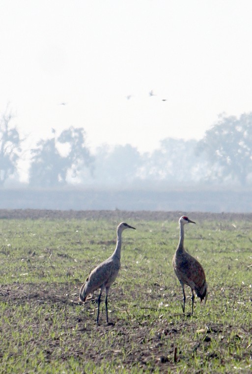 Sandhill Crane Festival