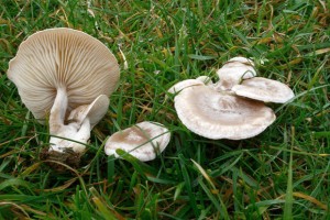 Learn all about mushrooms at the 38th annual Fungus Fair