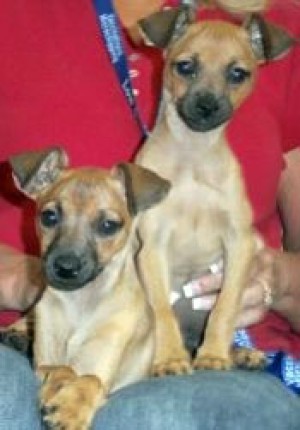 Tail-waggers