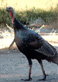 Wild turkeys