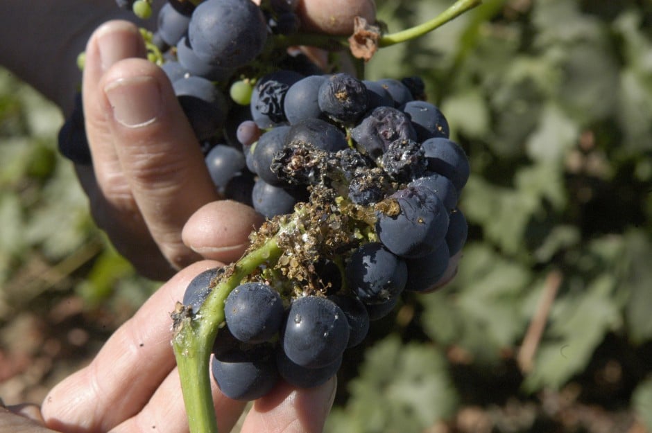 Lodi growers set up sting on pests