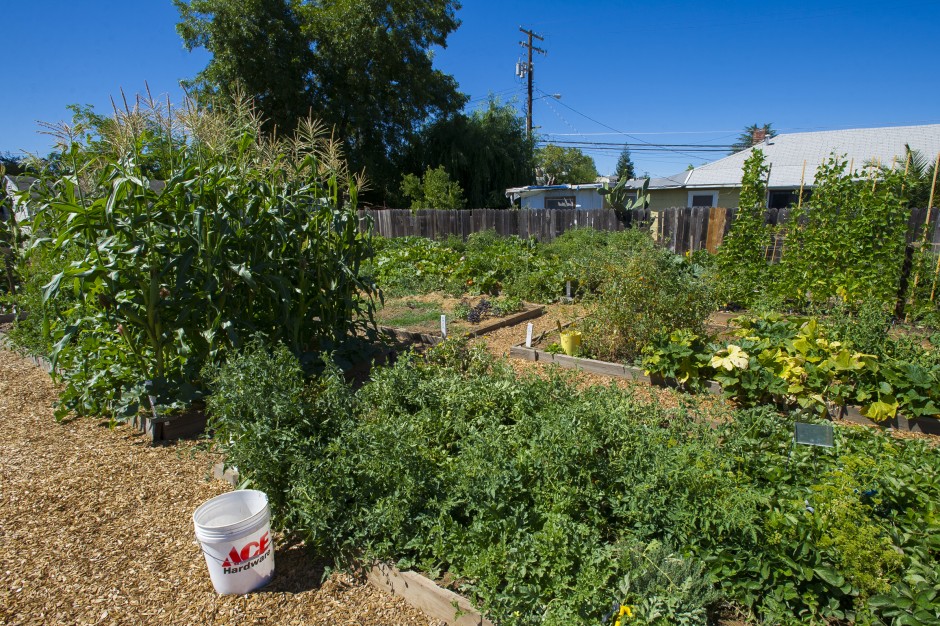 Growing community one tomato, zucchini, watermelon, pumpkin, strawberry at a time 