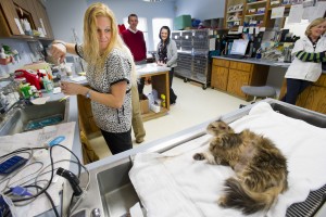 Oakwood Veterinary Hospital in Woodbridge to open for urgent care hours