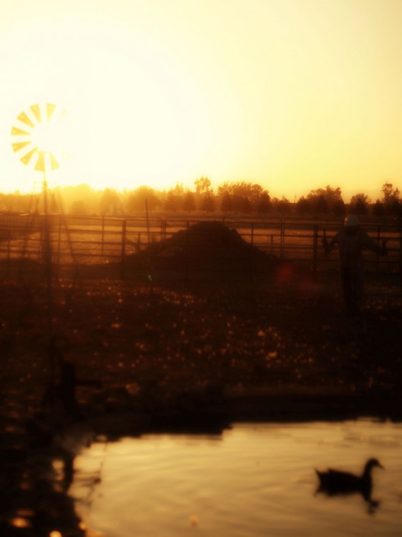 Just call me a farm girl 