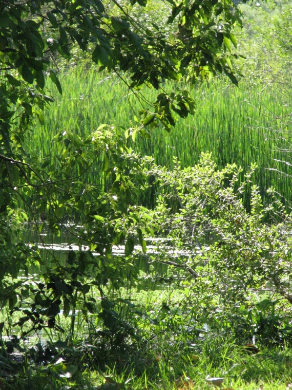 Lodi Lake