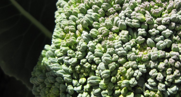 Garden Broccoli