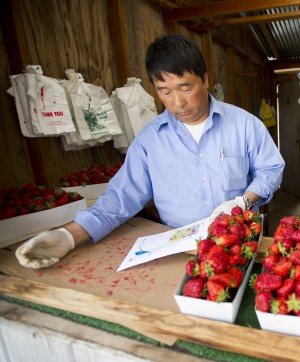 Lodi City Council approves annexing 30 acres — currently strawberry fields — for new office building development