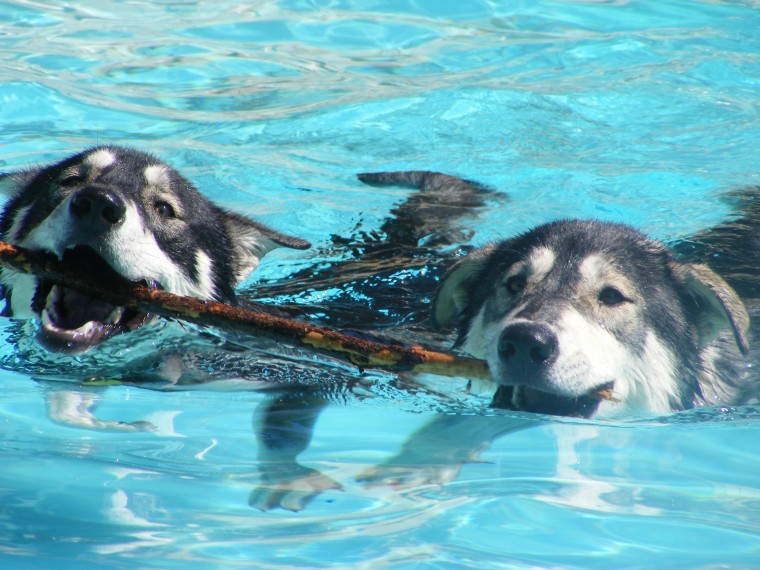 Playing in the pool