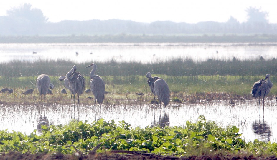 Sandhill Crane Festival