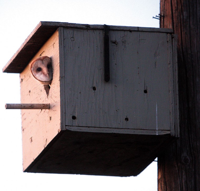 Wine commission, utility team up to save owls from getting zapped