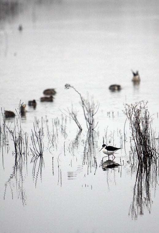 Galt Winter Bird Festival 