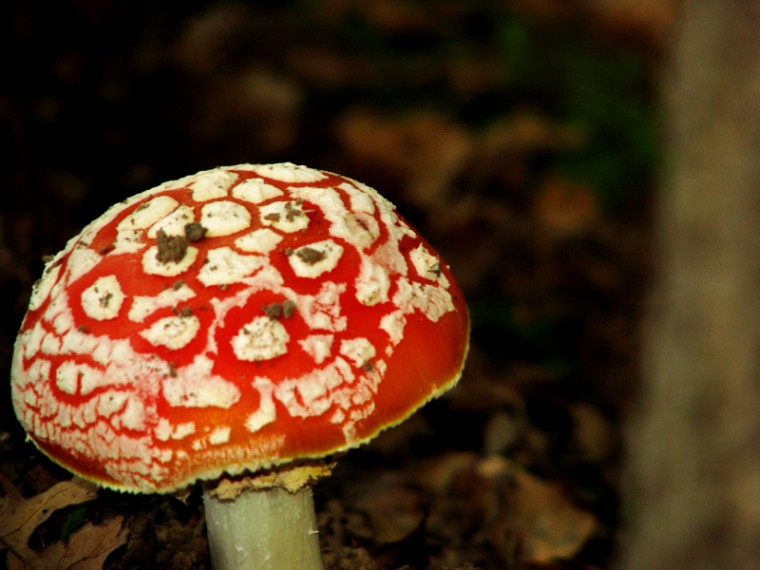 Mushroom from Lodi Lake Park
