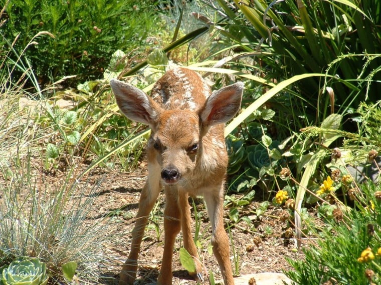 Baby deer