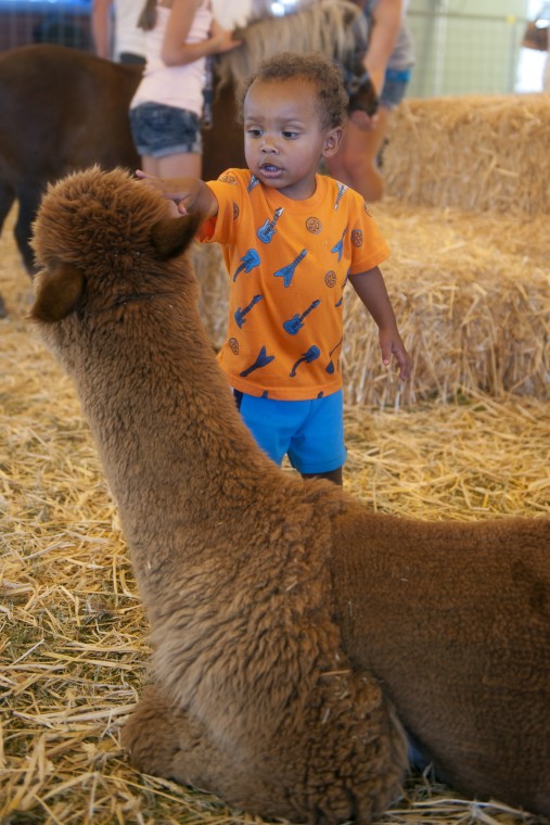 Lodi Grape Festival 