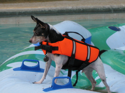 lifeguard.jpg