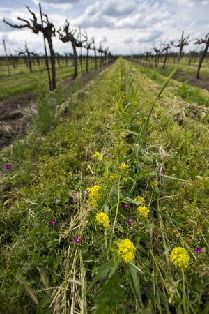 Some vintners grow sustainable grapes for a bigger payout thanks to Lodi Rules