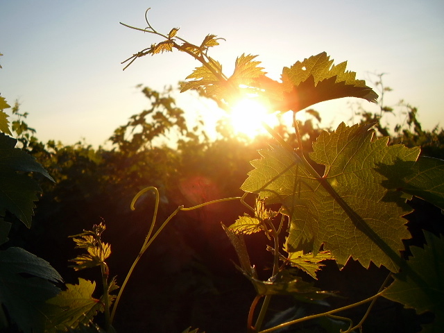 vines